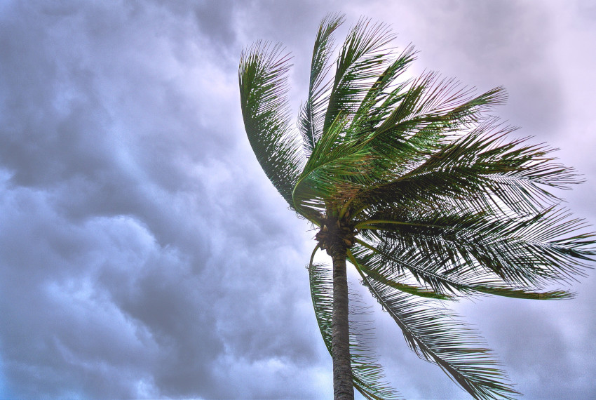 Palm tree against dark clouds, wind blowing top of the tree